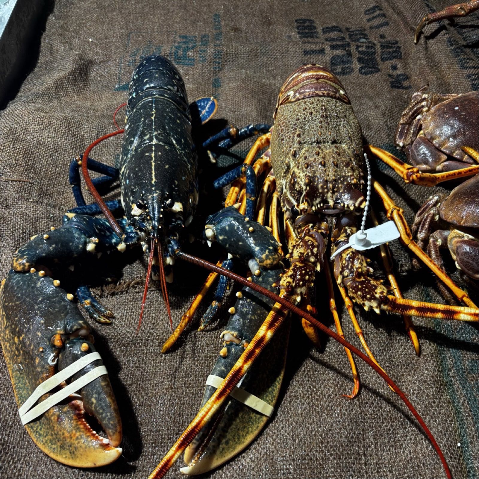 Homard bleu et langouste vivants sur une toile de jute