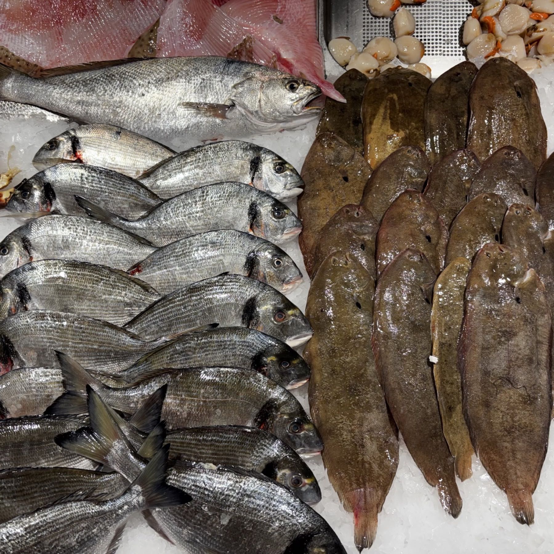 Dorades grises et soles disposées sur glace à l’étal